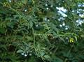 Jasminum humile